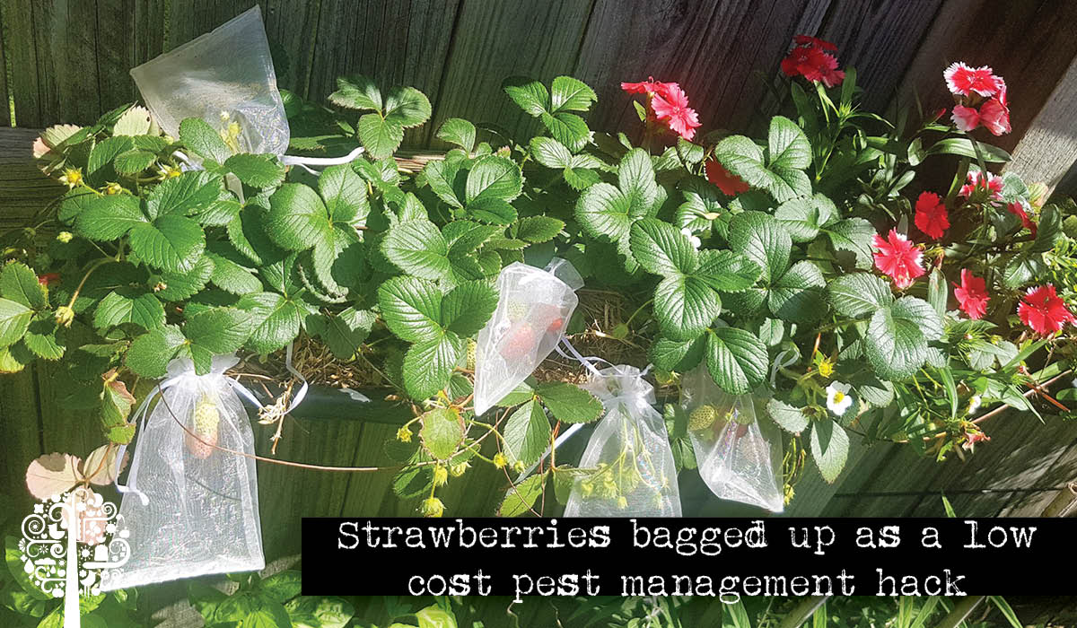 strawberry bags to protect from pests