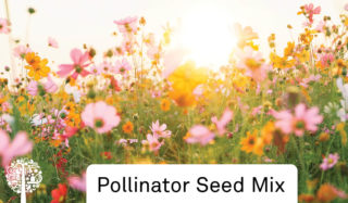 Pollinator Seed Mix