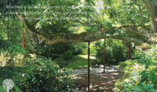 The many beautiful trees on display at Dart Hill Park