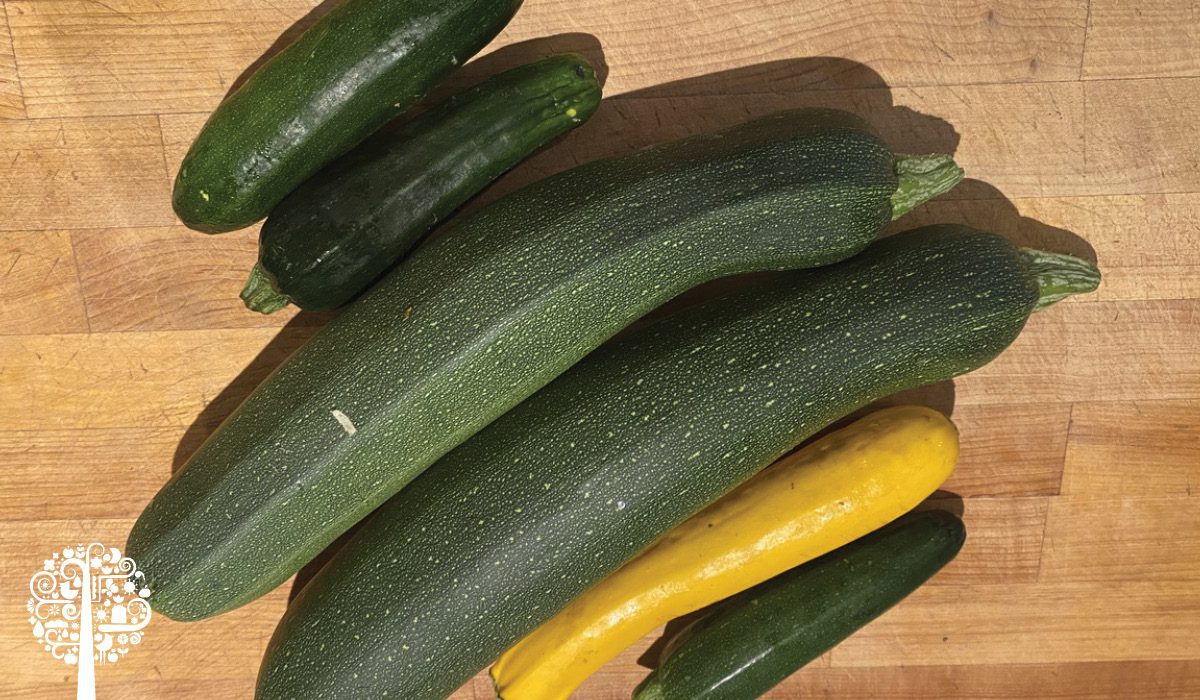 Giant zucchini