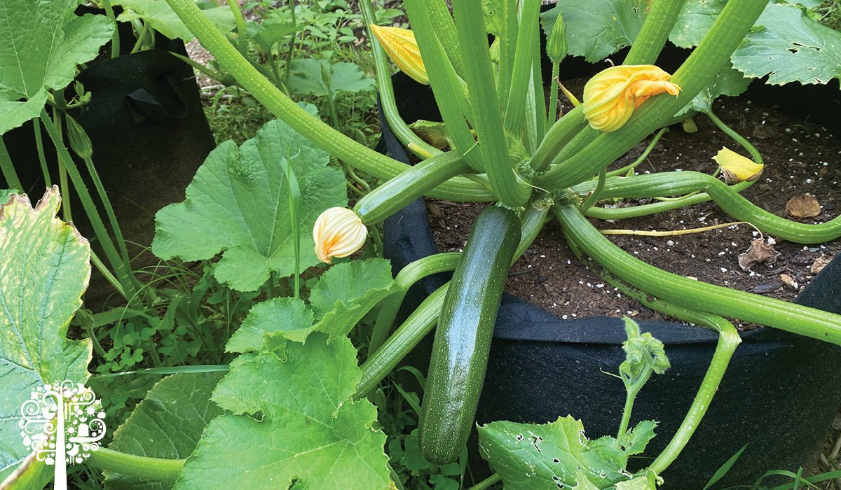 Giant zucchini