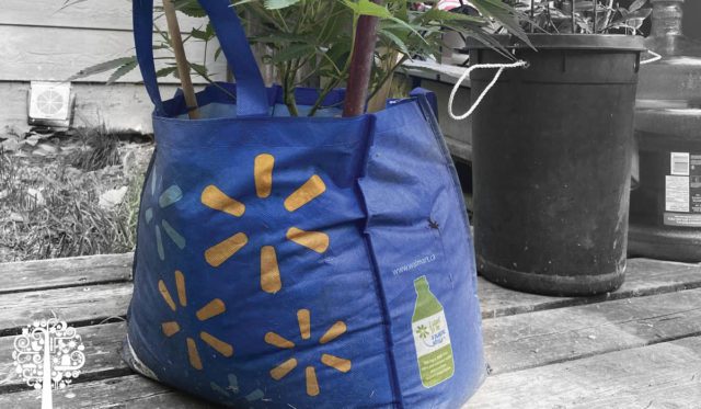 Grow bags are cheap