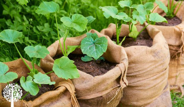 grow bags and happy roots