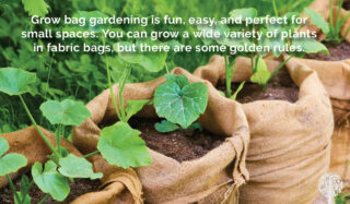 grow in small spaces 