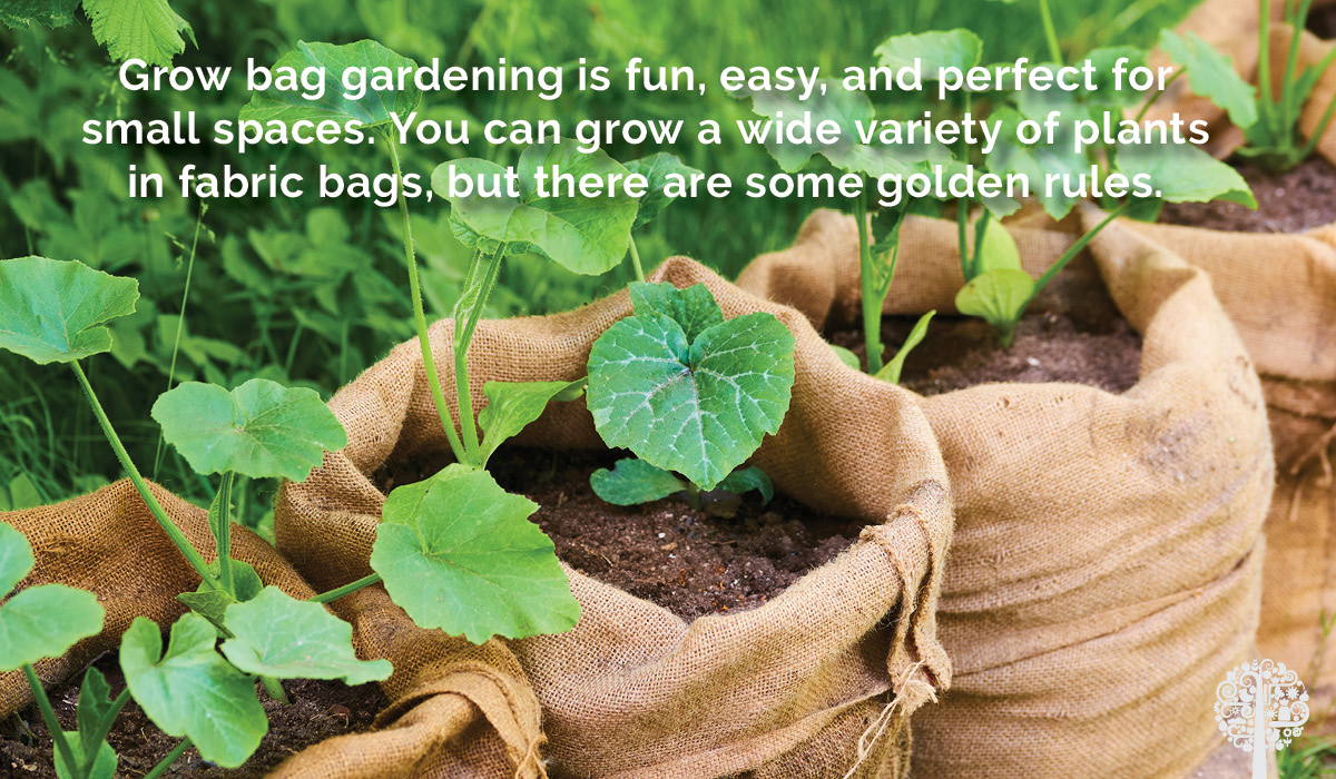 The Golden Rules for Gardening in Grow Bags; 5 Tips to Ensure You