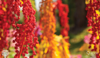 red Quinoa plants