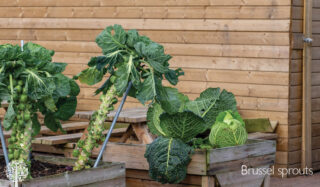 Brussel Sprouts in outdoor container garden