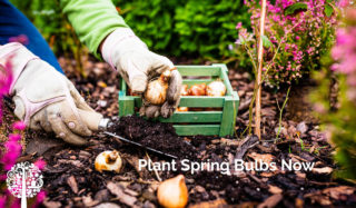 Plantar cebolletas