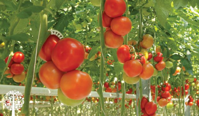 Harvesting Tomatoes