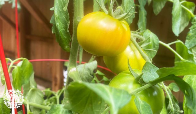 when to harvest tomatoes