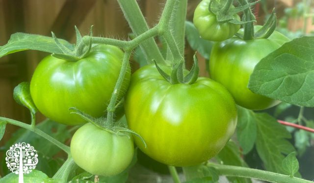 Harvesting Tomatoes
