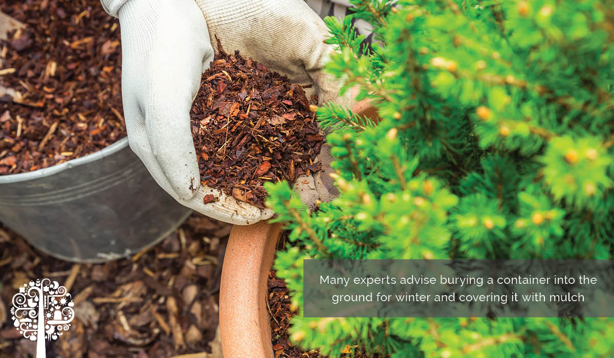 keeping-container-plants-warm-in-the-winter-garden-culture-magazine