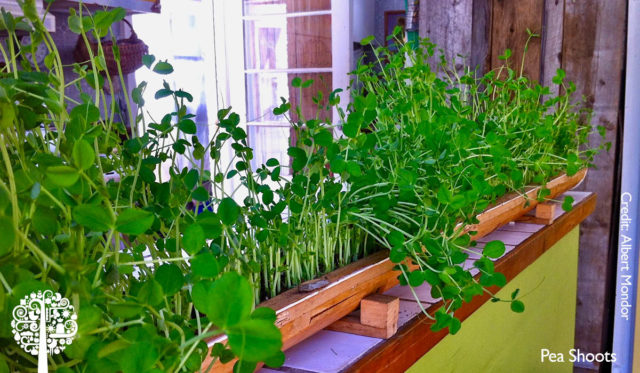 Indoor Farms