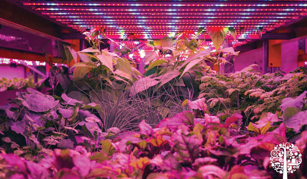 Plantas y LED