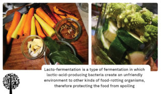 fermentación de ácido láctico