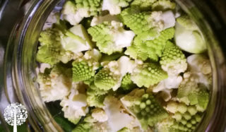 Cauliflower ready to ferment