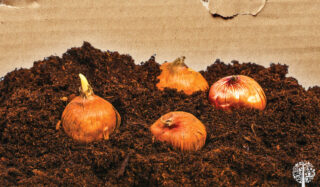 planting bulbs 