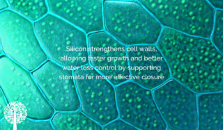 Mono-silicic strengthens cell walls