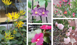 Adaptations for planting