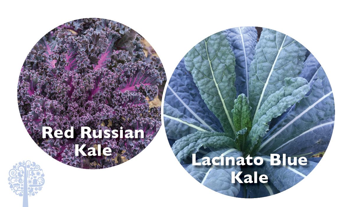 National Kale Day