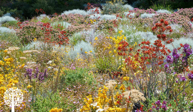 Plant A Native Garden Your Neighbors Will Love