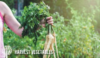 harvest vegetables