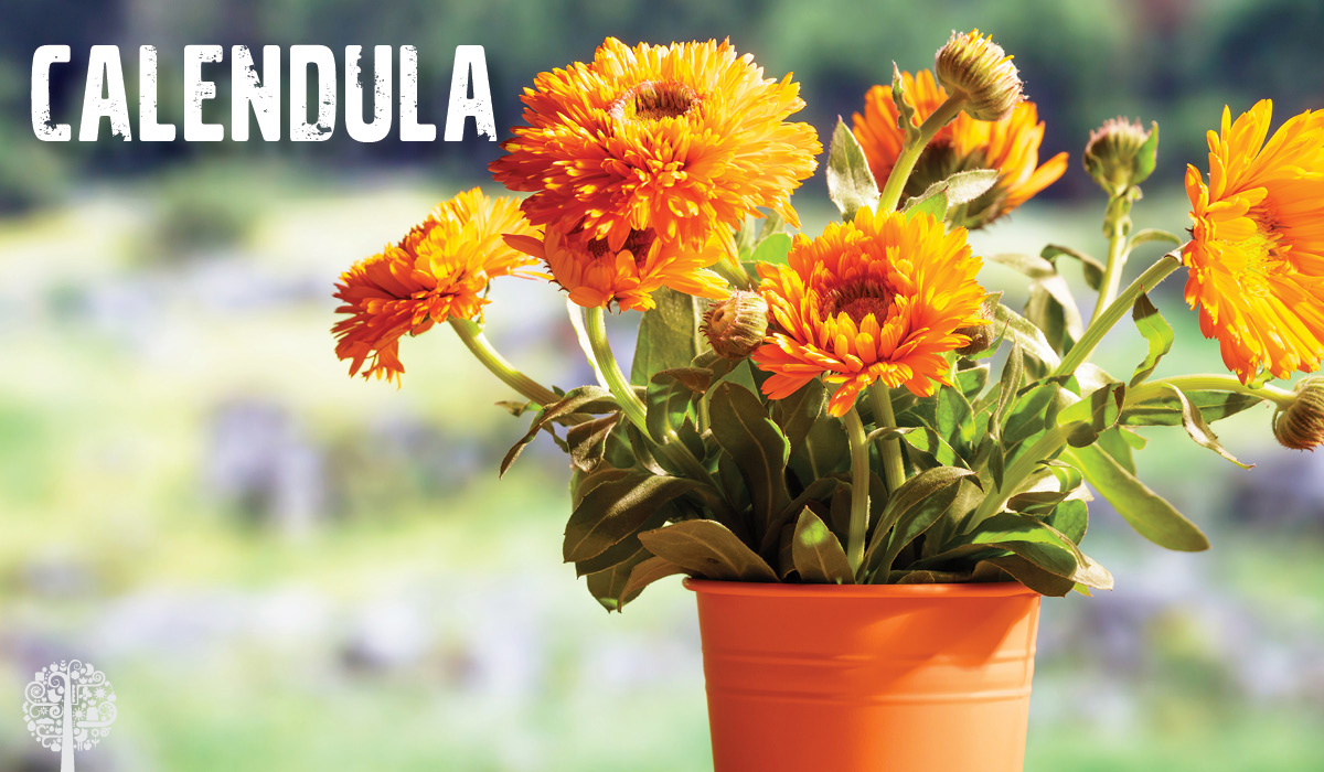 5 Cool Orange Annuals That Attract Pollinators | GCM