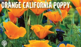 Orange California Poppy