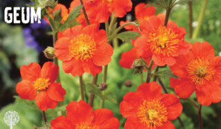 Geum