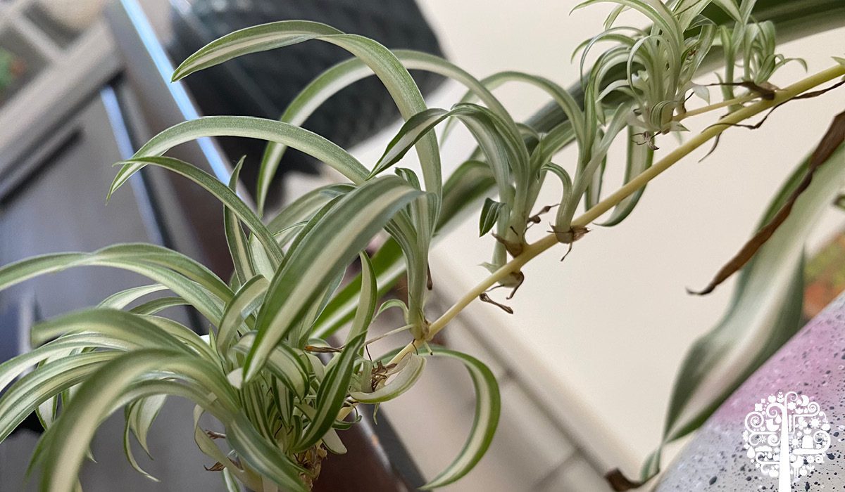 spider plant propagation