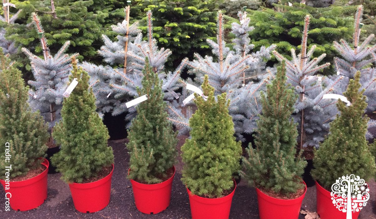 potted conifers