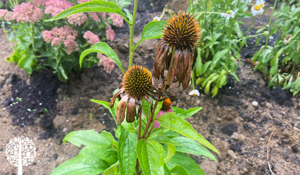 Deadheading Another Fall Garden Chore Bites The Dust