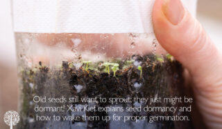 Old seeds want to germinate 