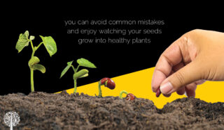 Healthy seeds make healthy plants 