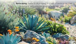 xeriscaping 