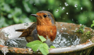 Birds create sounds 