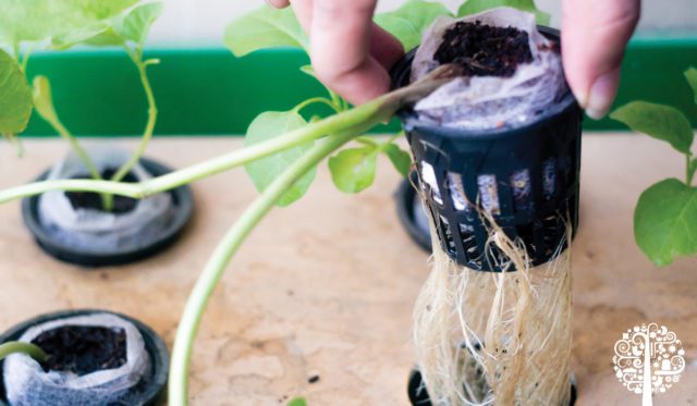 Understanding Substrate Chemistry in Hydroponics Leads To Better Grows ...