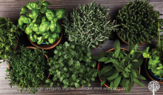 Incorporate fresh herbs.