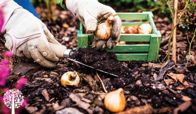 Summer Garden Tips