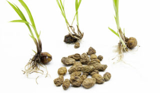 Tiger nuts sprout.