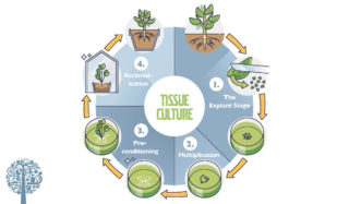 Tissue culture steps