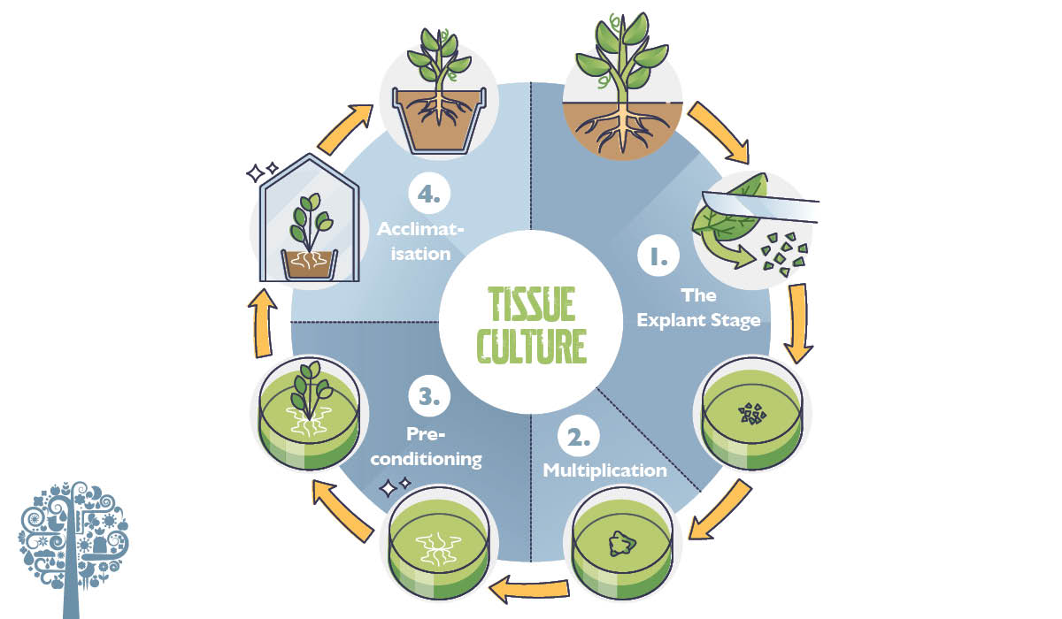 Tissue Culture L Propagating Many Plants In Small Spaces Garden tissue-culture-l-propagating-many-plants-in-small-spaces-garden