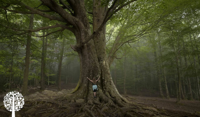 Tree Hugger