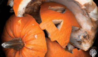 composting pumpkins 