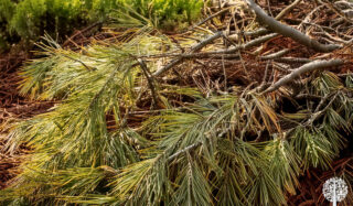 mulching Christmas Trees