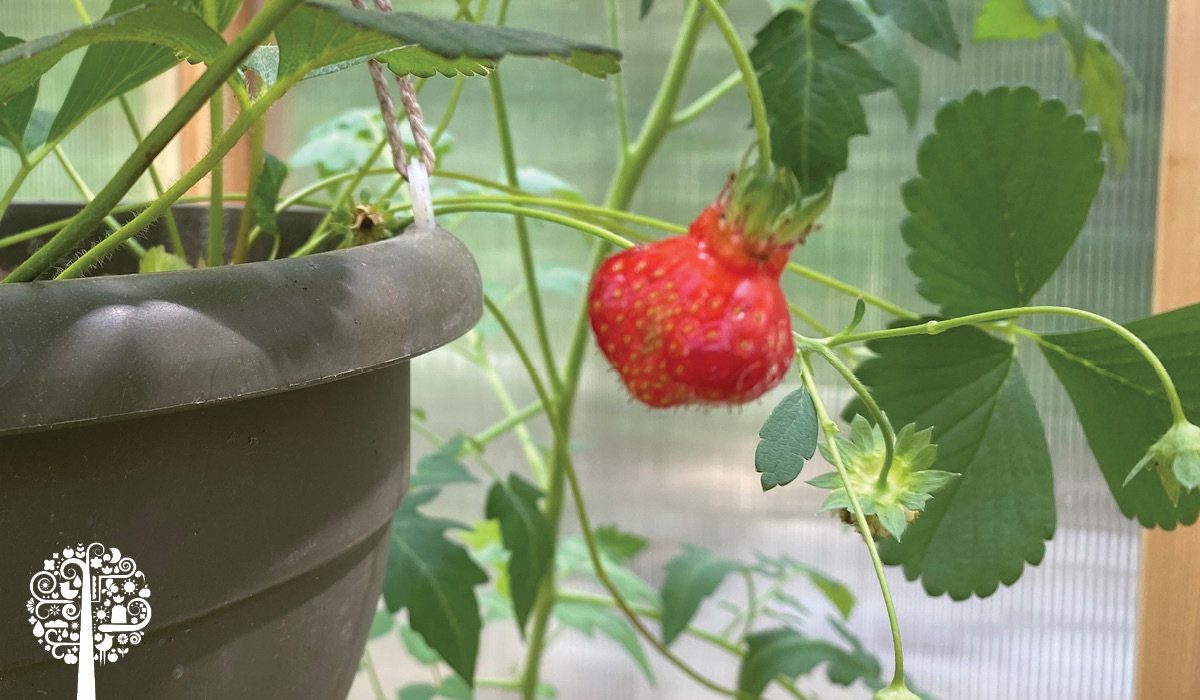 Warped strawberries