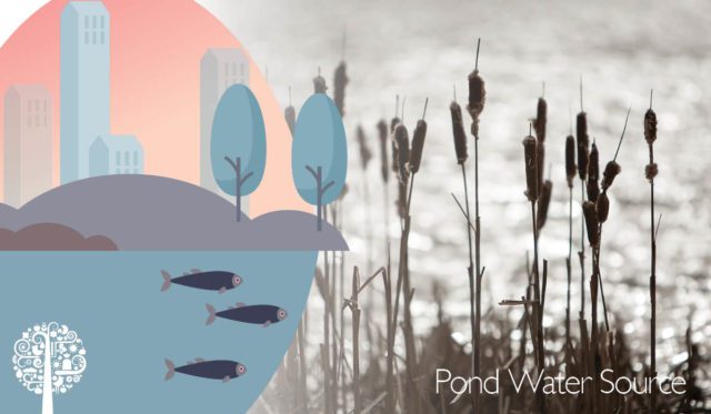 Pond Water Quality