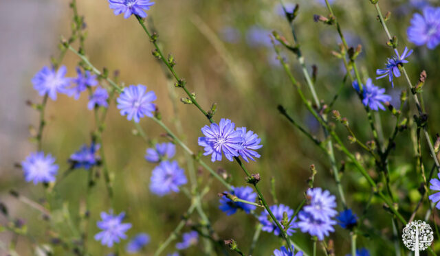 Why Common Chicory Is Perfect For The Edimental Garden | GCM