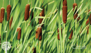 Cattails blow in the wind, surrounded by green leaves.