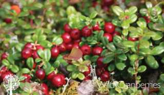 A cranberry bush with green leaves and red cranberries.